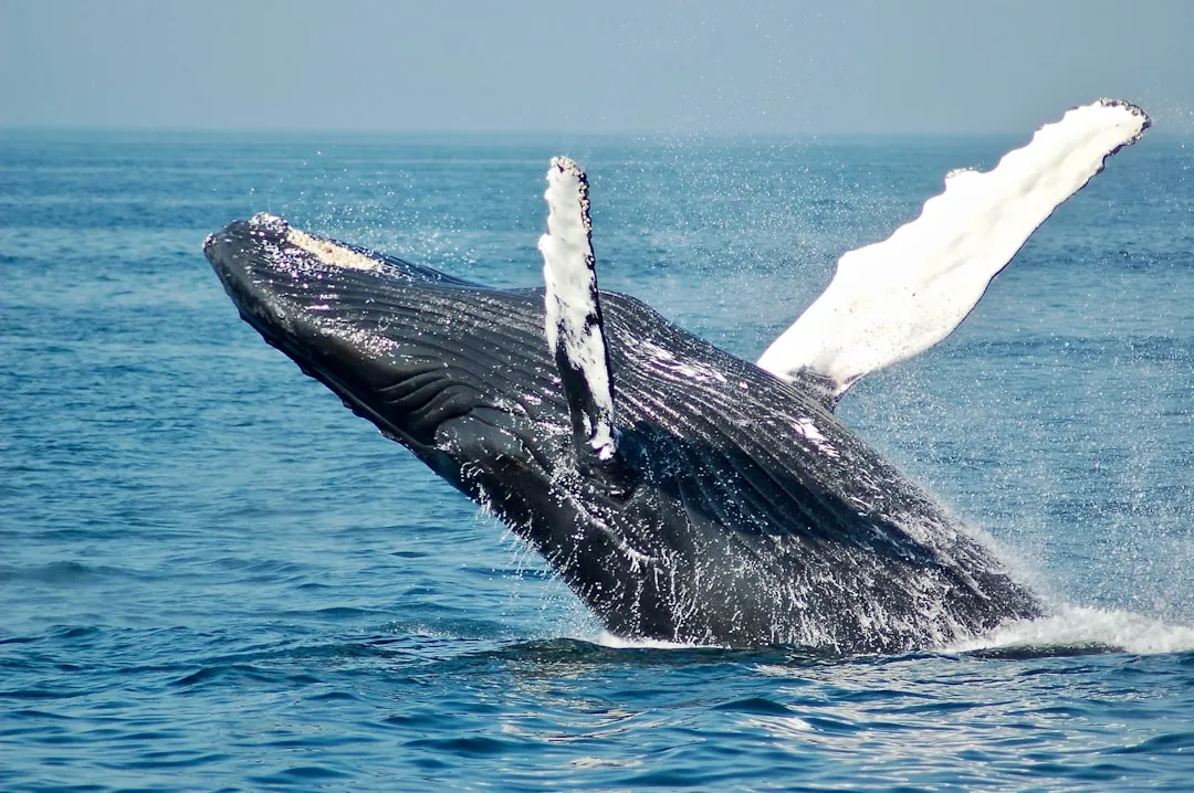Humpback whale released after spectacular rescue effort found dead off Denmark - AP News