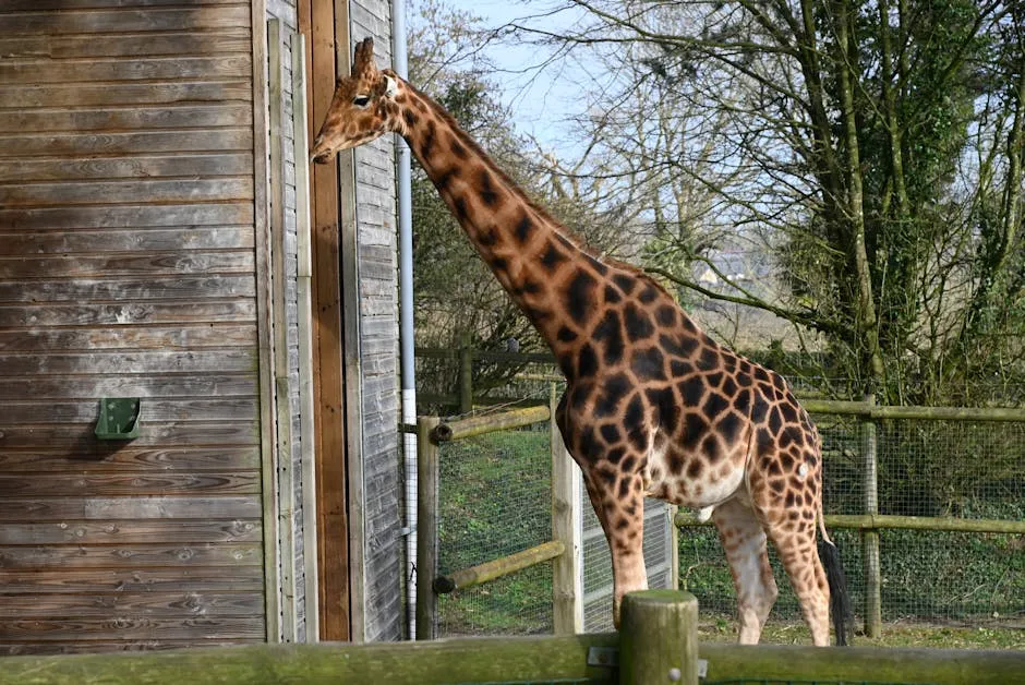 Marwell Zoo and University of Surrey launch AI camera project - BBC